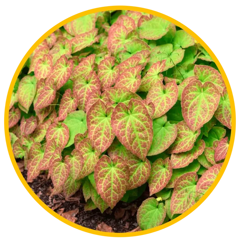 Extracto-de-Epimedium15x